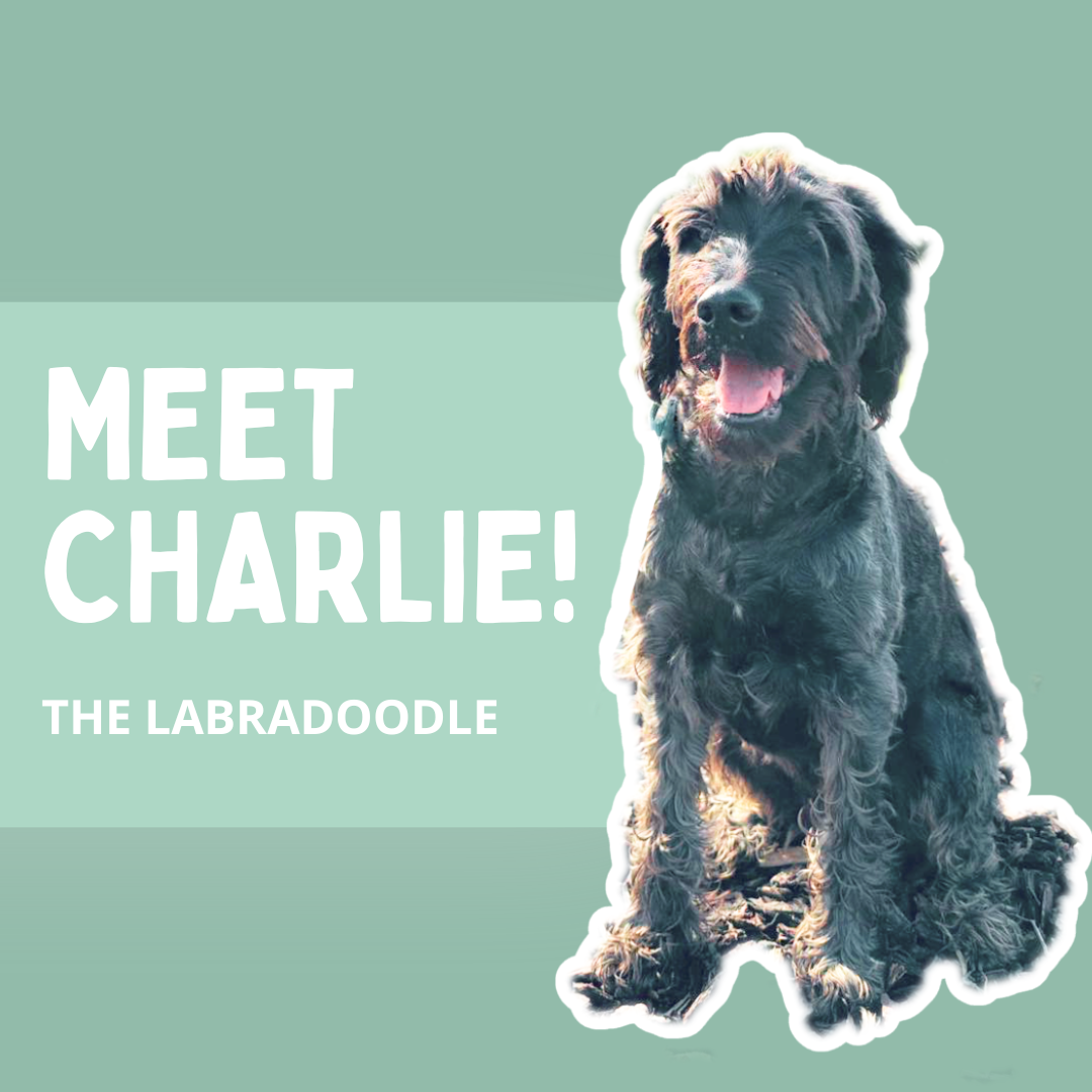 Photo of Charlie the labradoodle