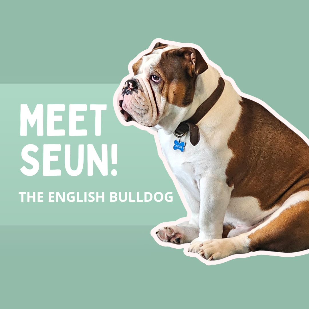 Photo of Seun the english bulldog