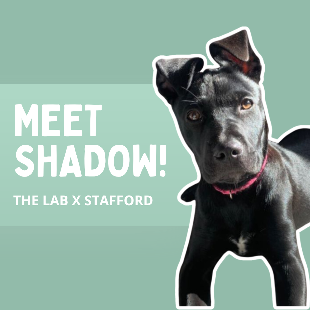 Photo of shadow the black lab x stafford dog