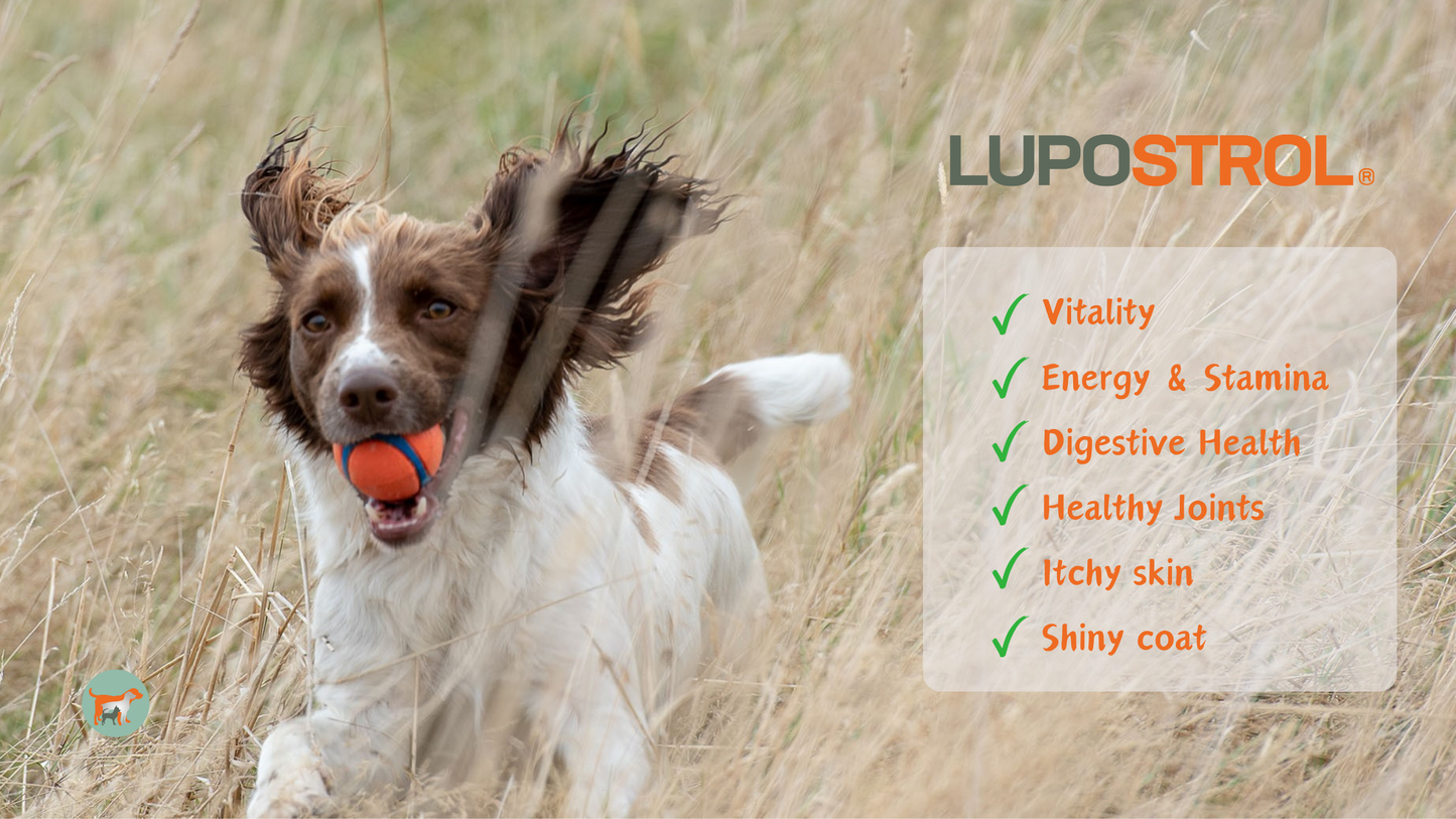 Unlocking Optimal Dog Nutrition: Bridging the Gap with Lupostrol