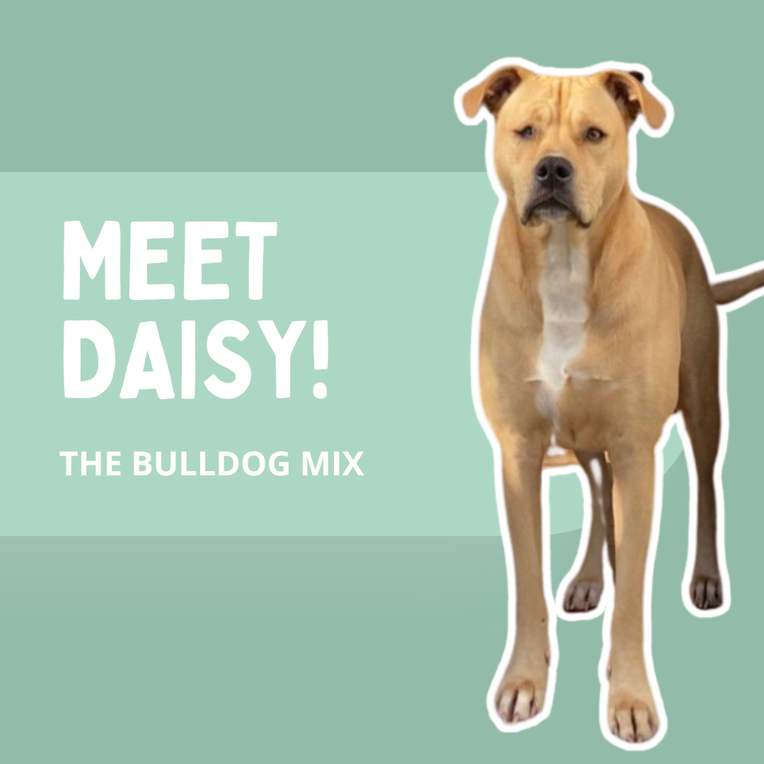 Photo of Daisy the bulldog mix